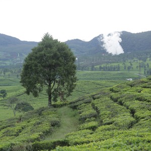 Race photo from PANGALENGAN CROSS-COUNTRY