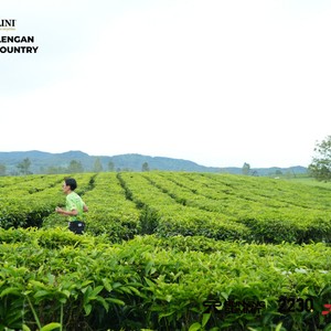 Race photo from PANGALENGAN CROSS-COUNTRY